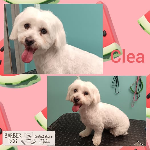 Clea — Dopo la toelettatura