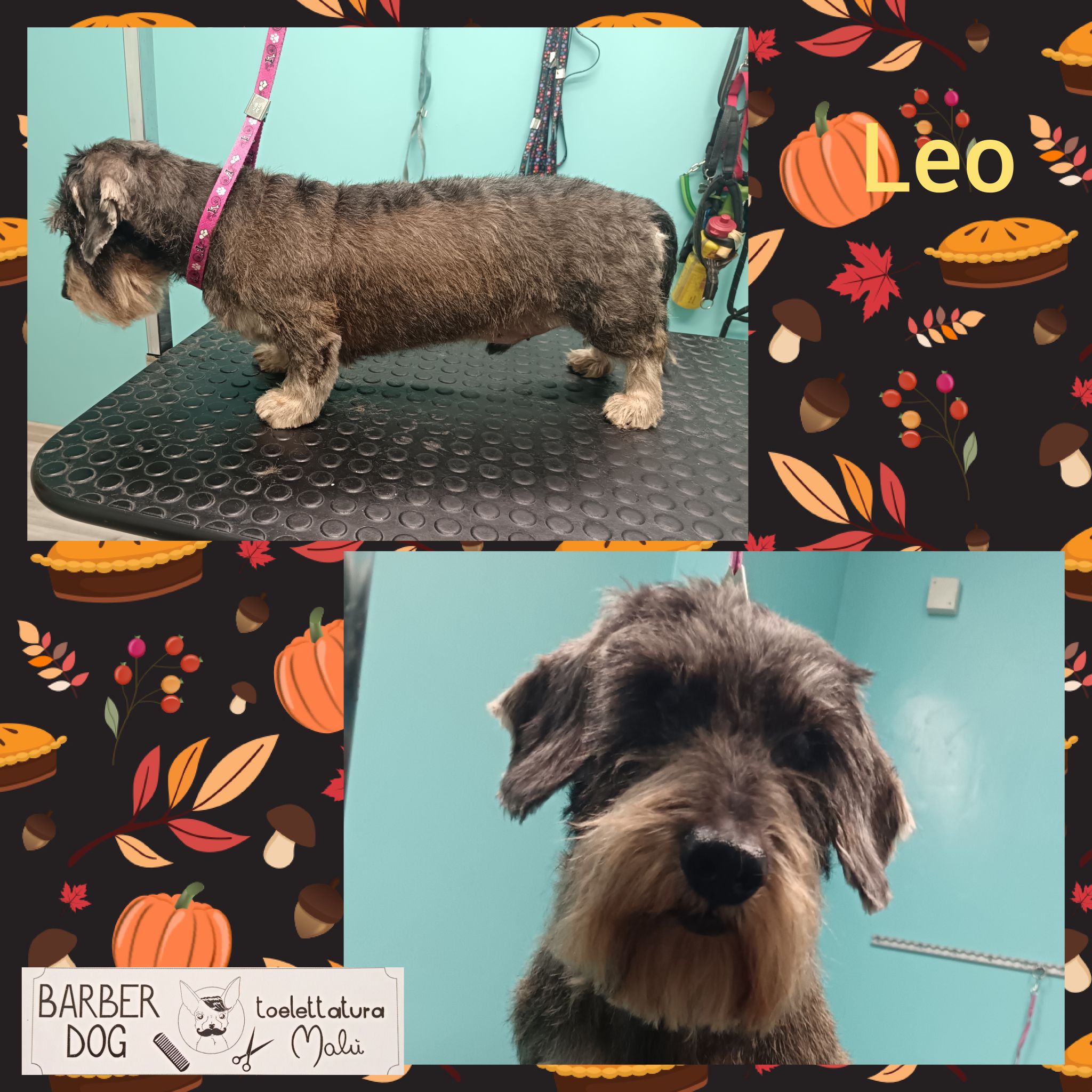Leo — Dopo la toelettatura