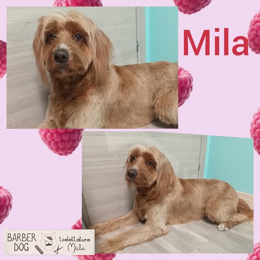 Mila — Dopo la toelettatura