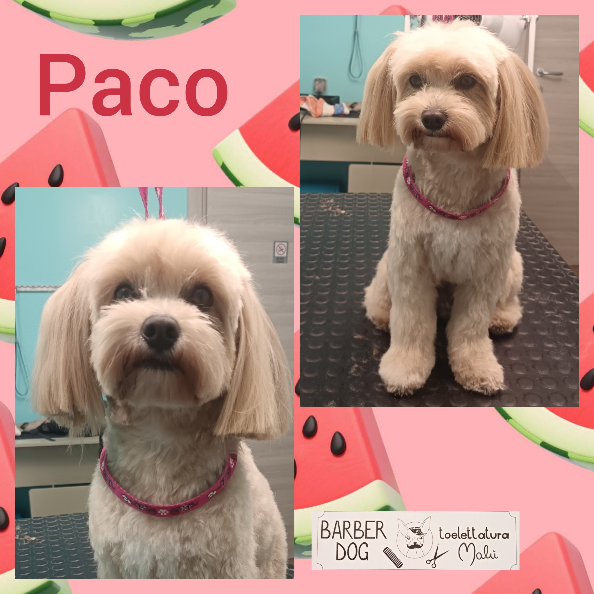Paco — Dopo la toelettatura