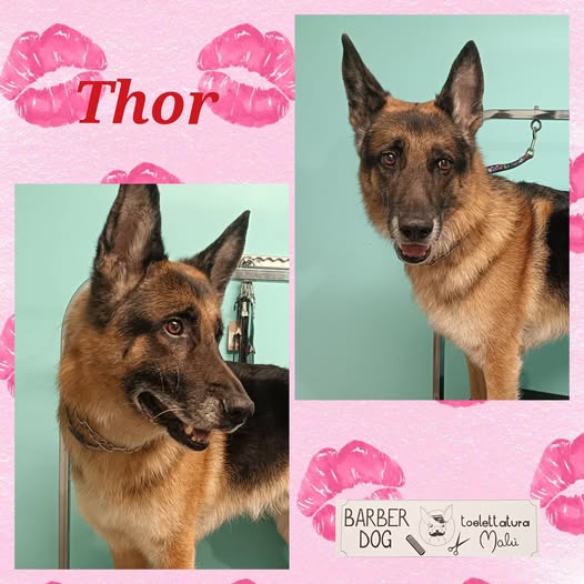 Thor — Dopo la toelettatura